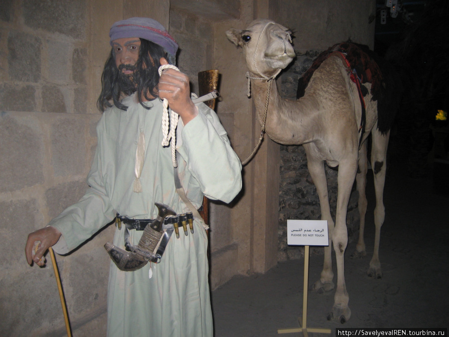 Верблюд — мясо, шерсть, транспорт, состояние, жилище в пустыне... Дубай, ОАЭ