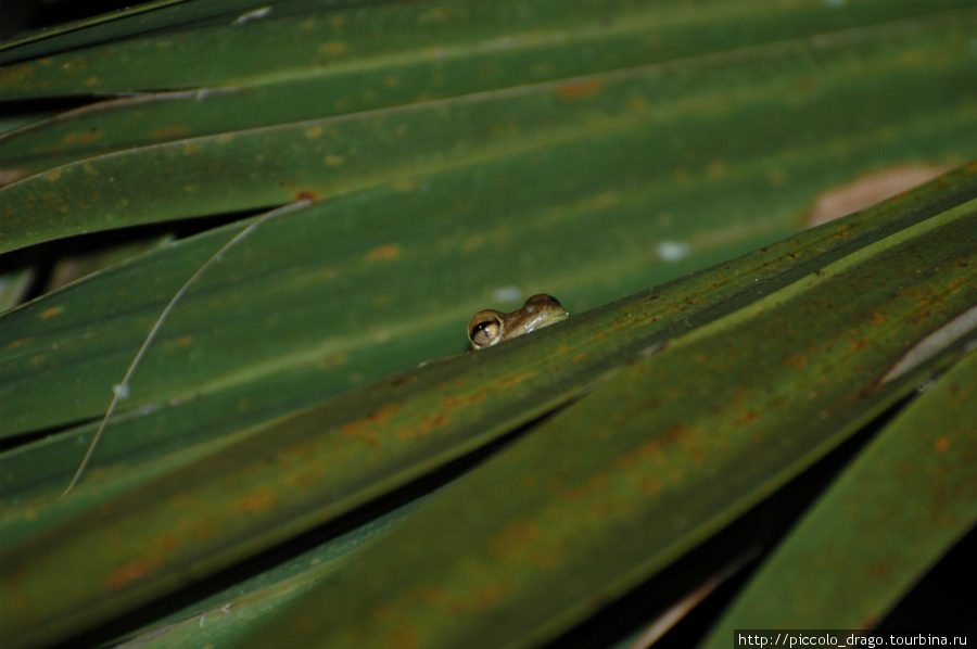 Древесная лягушка прячется в листве Национальный парк Эверглейдс, CША
