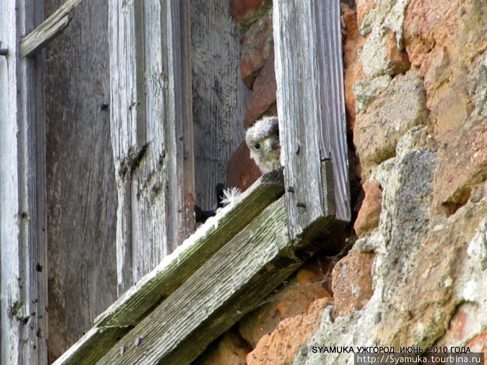 Птенец в нише окна в Замке. Ужгород, Украина