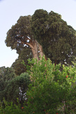 А на территории храма растёт дерево, которому, якобы, 4000 лет