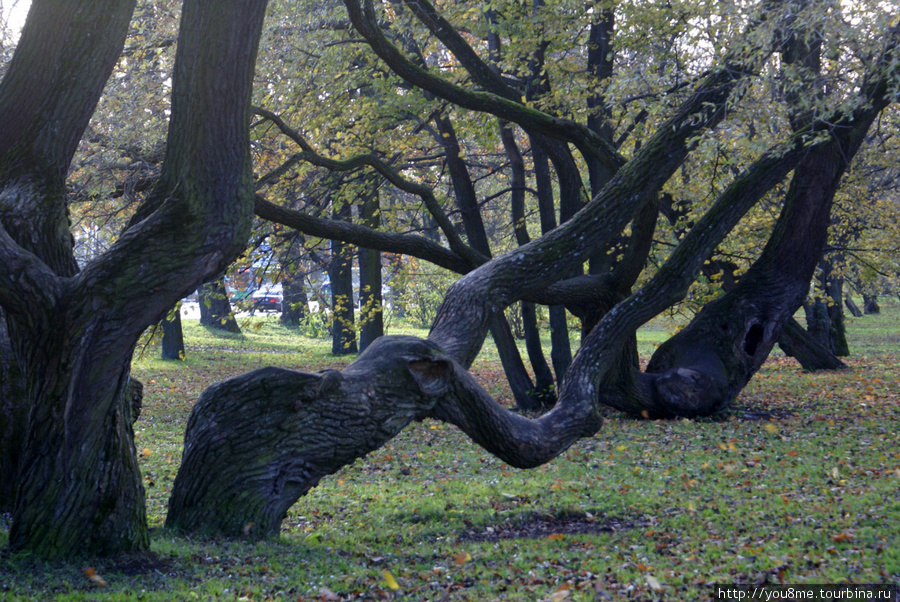 деревья, изогнутые северным ветром Таллин, Эстония