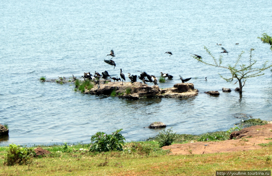 птицы Энтеббе, Уганда