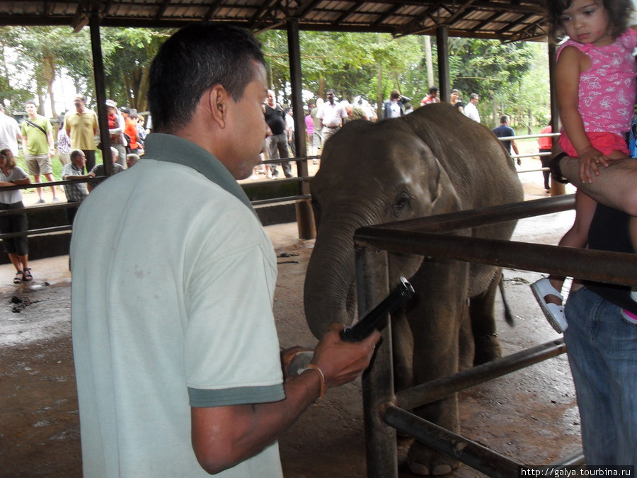 слоновий питомник Бентота, Шри-Ланка