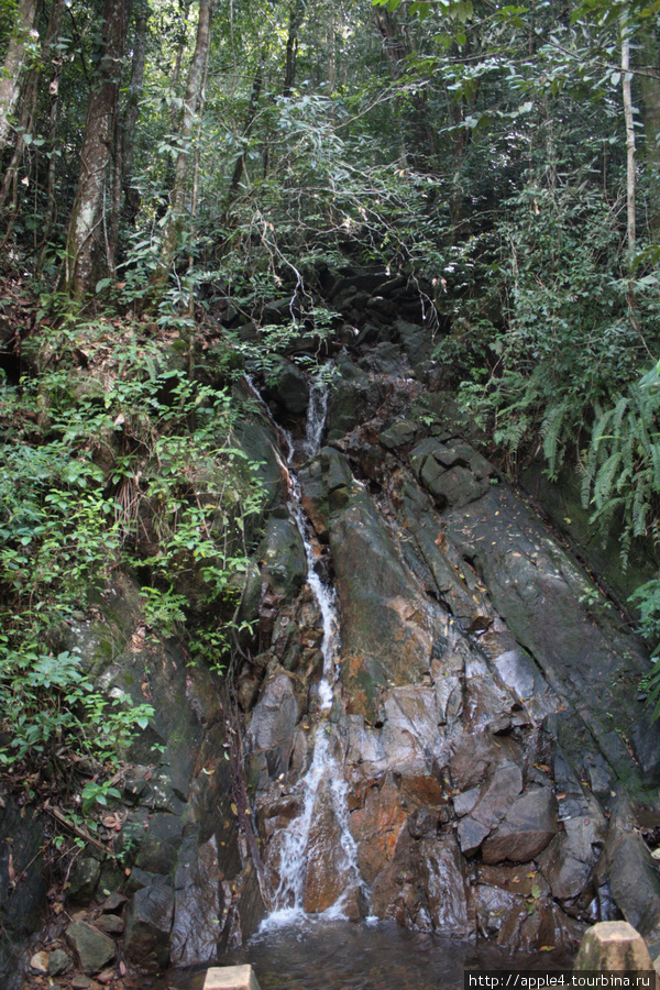 Дождевой лес - Синхараджа Шри-Ланка