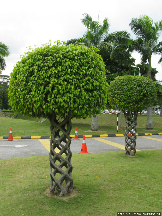 Деревья странной формы Куала-Лумпур, Малайзия