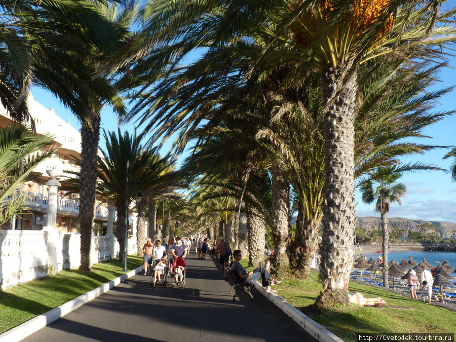 Пальмовая аллея возле пляжа Playa Americas II Остров Тенерифе, Испания