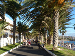Пальмовая аллея возле пляжа Playa Americas II