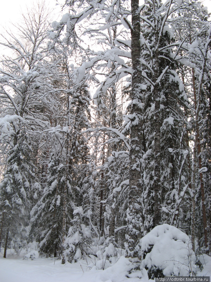 В сказочный лес Сыктывкар, Россия