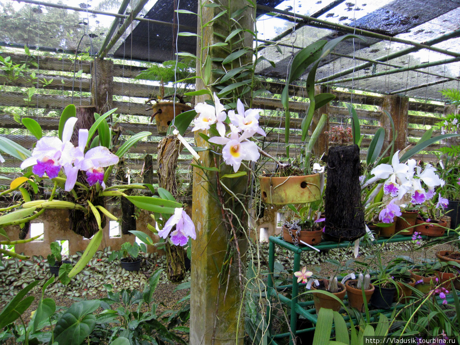 Теплица с орхидеями