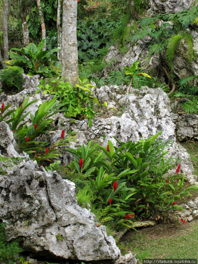 Орхидеарий Сороа Сороа, Куба