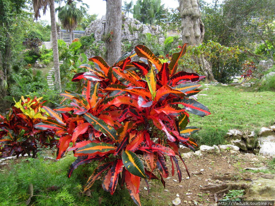 Орхидеарий Сороа Сороа, Куба