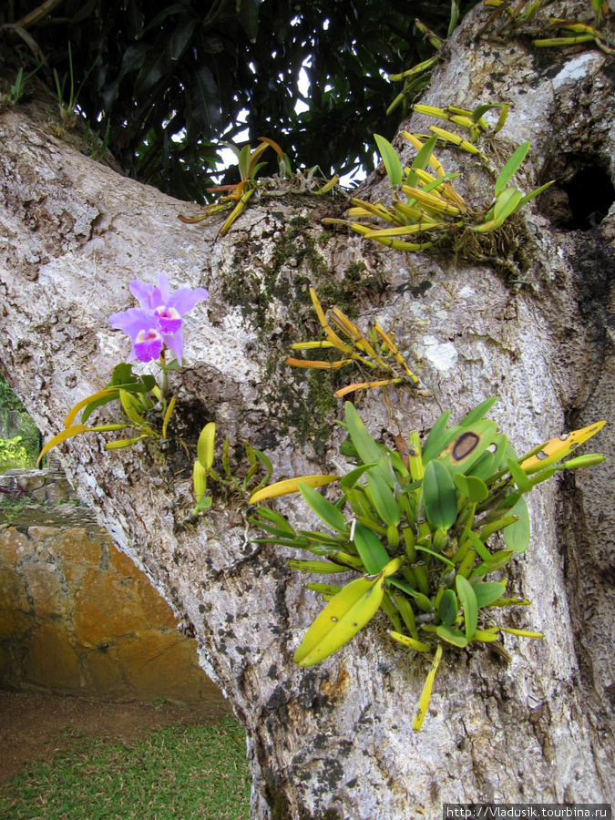 Так растут орхидеи в природе