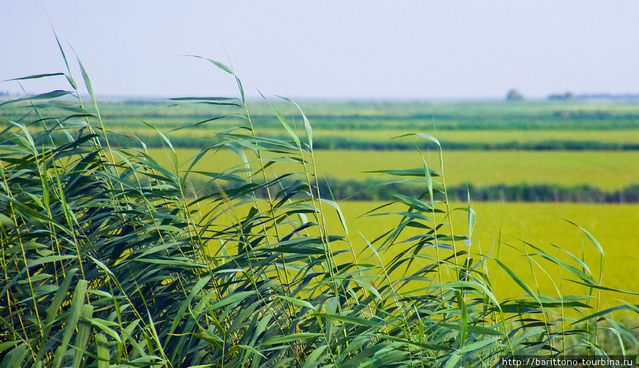 Рисовые плантации Краснодарский край, Россия