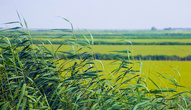 Рисовые плантации