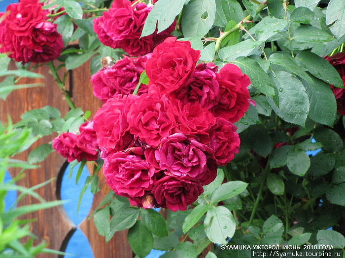 Цветут розы. Ужгород, Украина