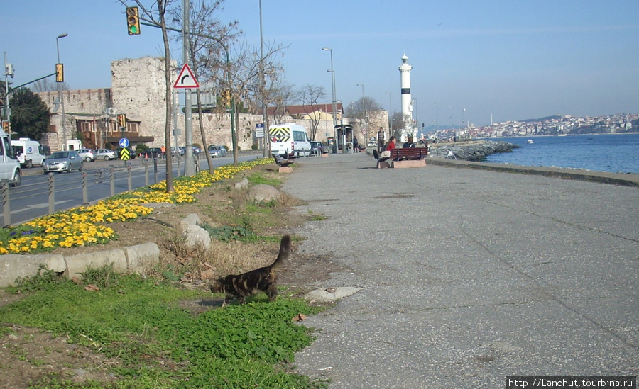 Кошки и собаки Стамбула Стамбул, Турция