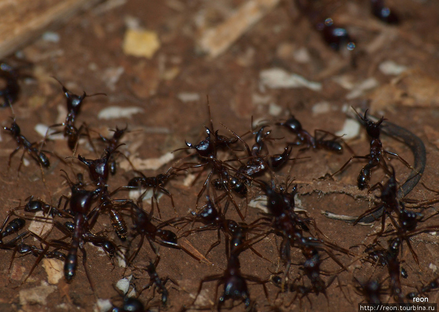 Рабочие муравьи с мощными челюстями Мбале, Уганда