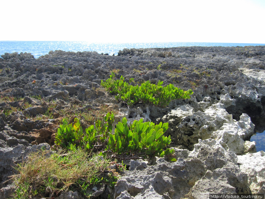 Такие ландшафты — не результат извержения вулкана, как мы вначале подумали, они получились в результате того, что море отступило и оставило на поверхности коралловые рифы. Если присмотрется, там кругом окаменевшие ракушки. Национальный парк Полуостров Гуанаакабибес, Куба