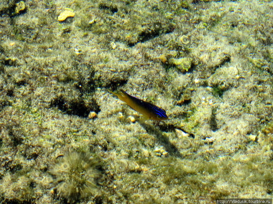 Рыбки в природном бассейне Национальный парк Полуостров Гуанаакабибес, Куба
