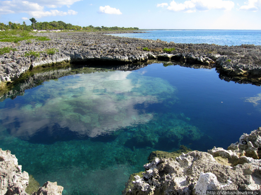 Из этого бассейна в окаменевшем коралловом рифе можно проплыть в море подземными ходами. В бассейне прозрачная вода и плавают невообразимые рыбки! Перестать всматриваться в глубину и отойти от него было очень сложно, даже для того, чтобы выбрать хороший ракурс для фото, поэтому сорри :) Национальный парк Полуостров Гуанаакабибес, Куба