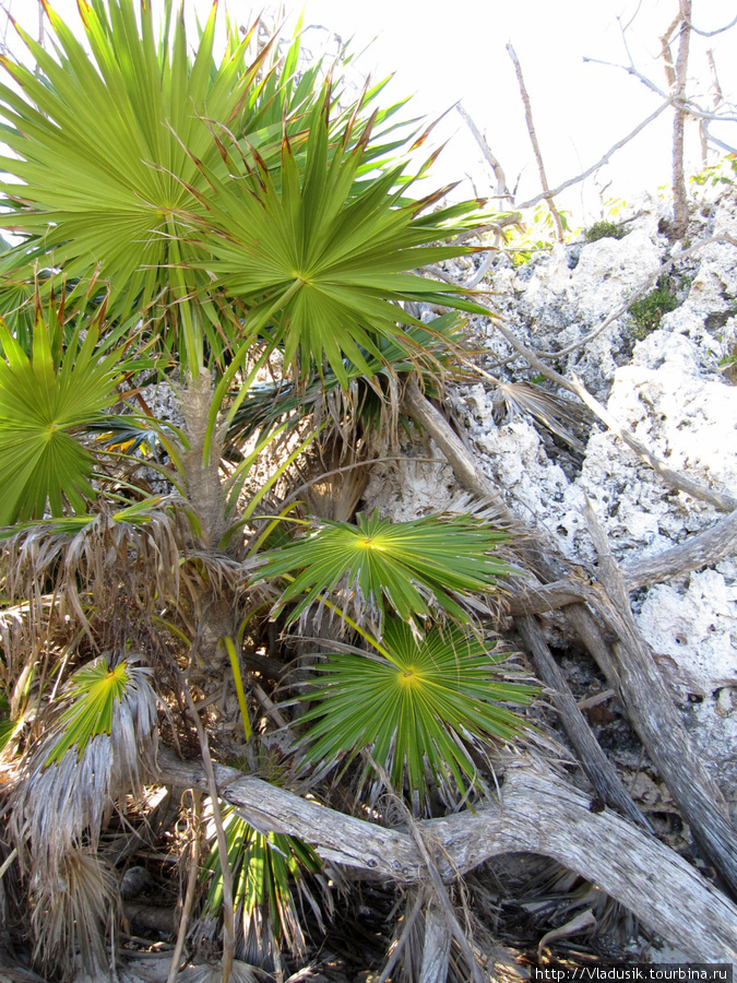 Из листьев этой пальмы строят крыши, которые служат до 18 лет Национальный парк Полуостров Гуанаакабибес, Куба