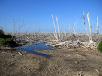 Этот лес во время урагана залило морской водой, все погибло.