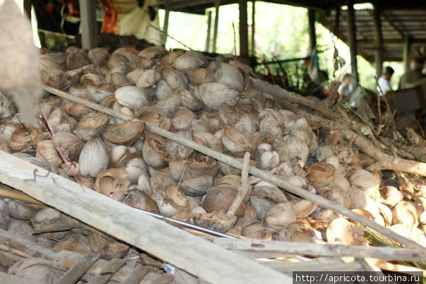 кокосовая ферма Таиланд