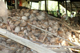кокосовая ферма
