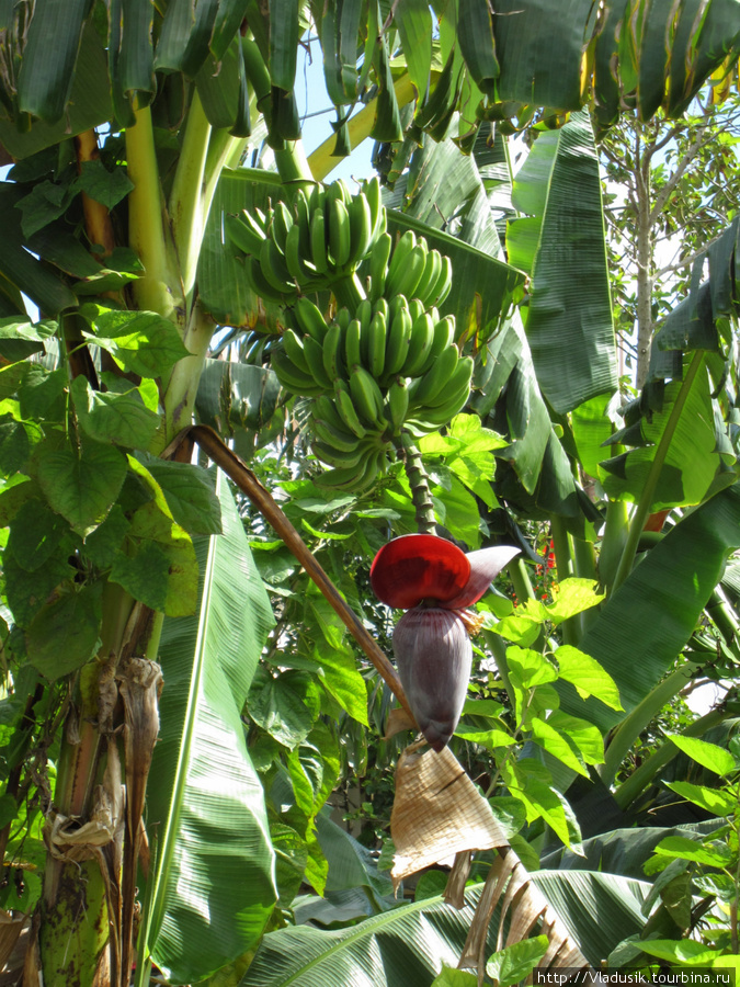банан в саду Плайя-Ларго, Куба