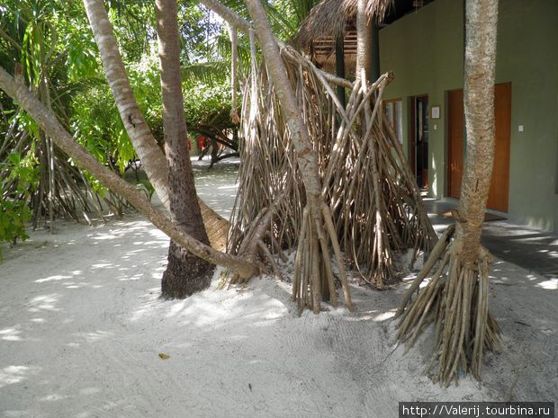 Мангровые деревья Мальдивские острова