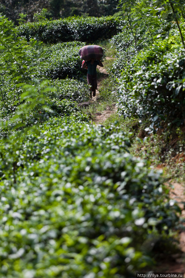Как делают чай Шри-Ланка