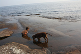 Дети и собаки гранитный пляж полюбили