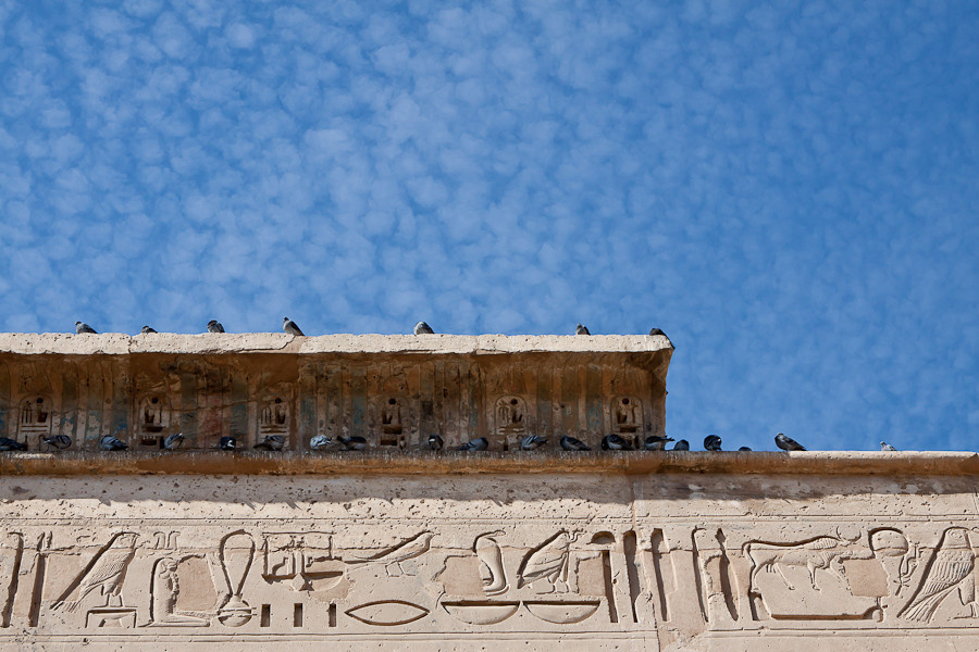 Голуби Луксор, Египет