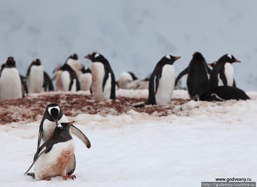 Антарктида: здесь птицы не боятся людей Антарктида