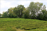 Таллинская,небольшая чайная плантация