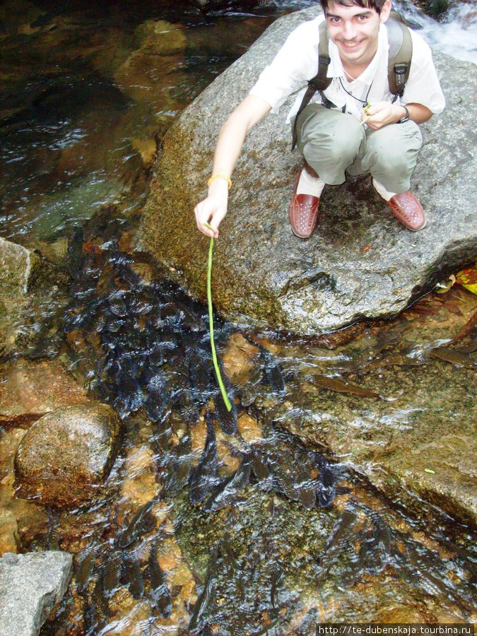 Кормление рыб у водопада. Паттайя, Таиланд