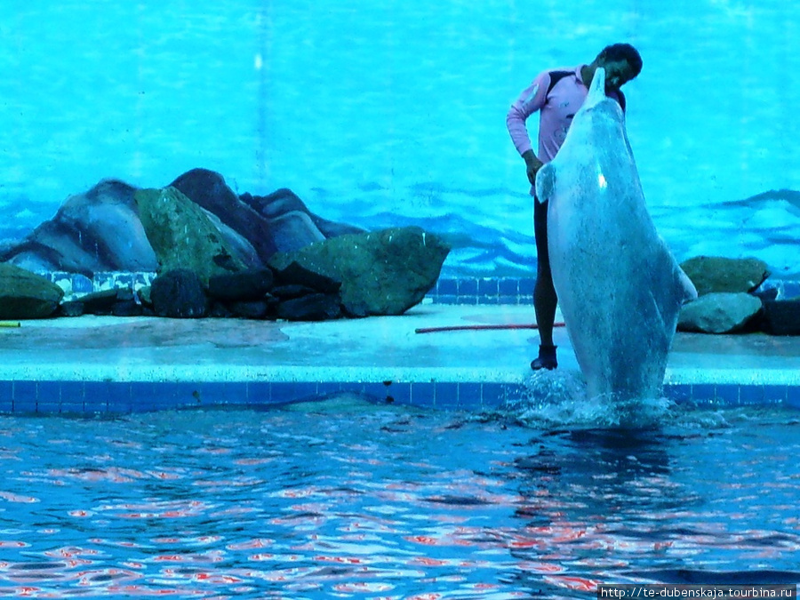 Выступление дельфинов. Паттайя, Таиланд