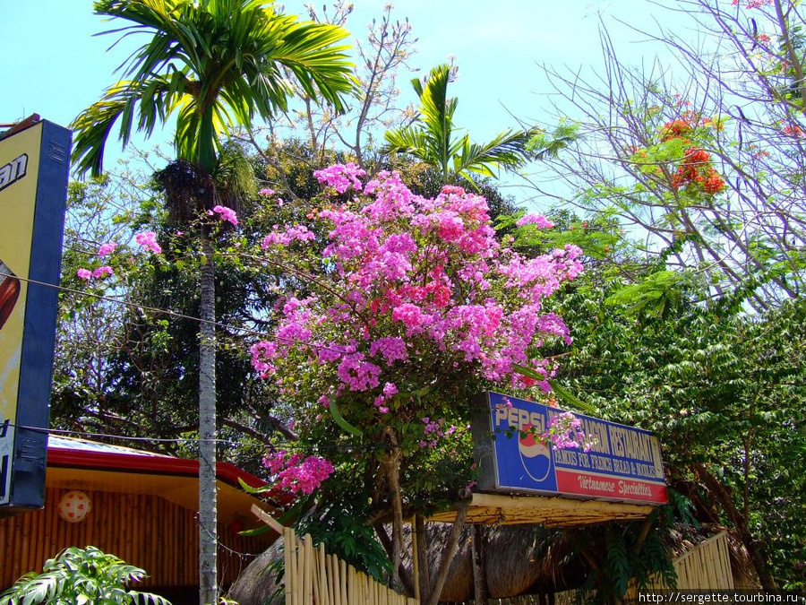 Цветы везде Пуэрто-Принсеса, остров Палаван, Филиппины