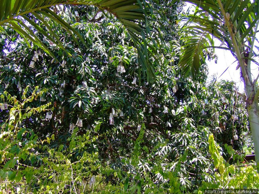 Манговое дерево Пуэрто-Принсеса, остров Палаван, Филиппины