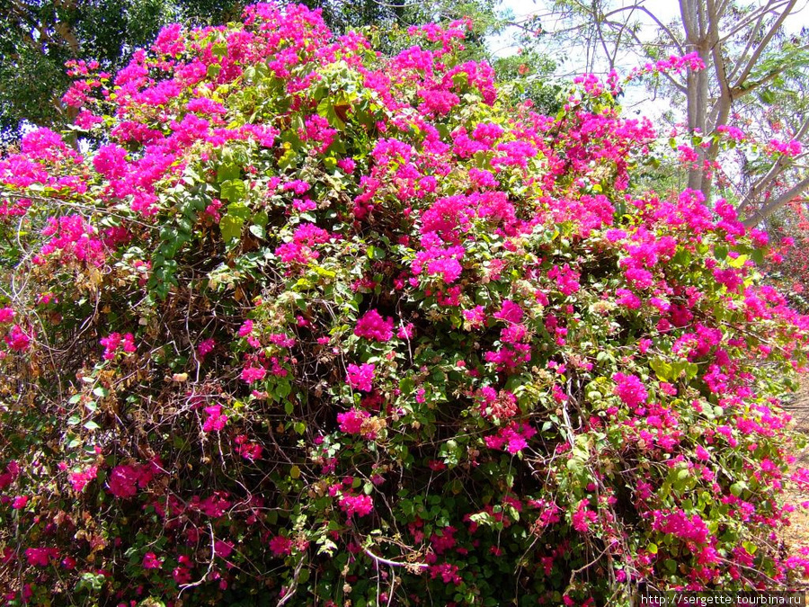 Цветы Пуэрто-Принсеса, остров Палаван, Филиппины