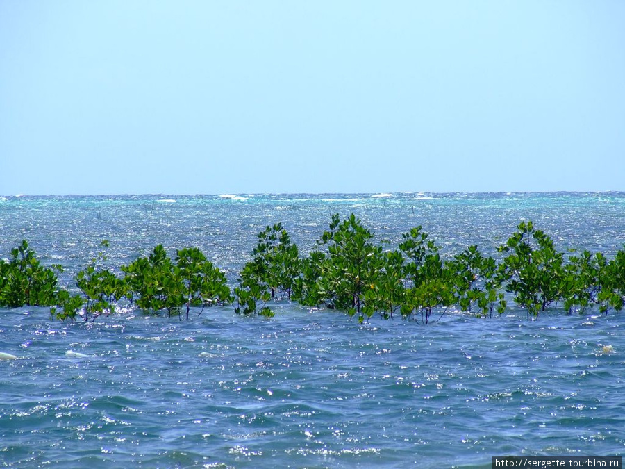 Молодая мангровая поросль Пуэрто-Принсеса, остров Палаван, Филиппины