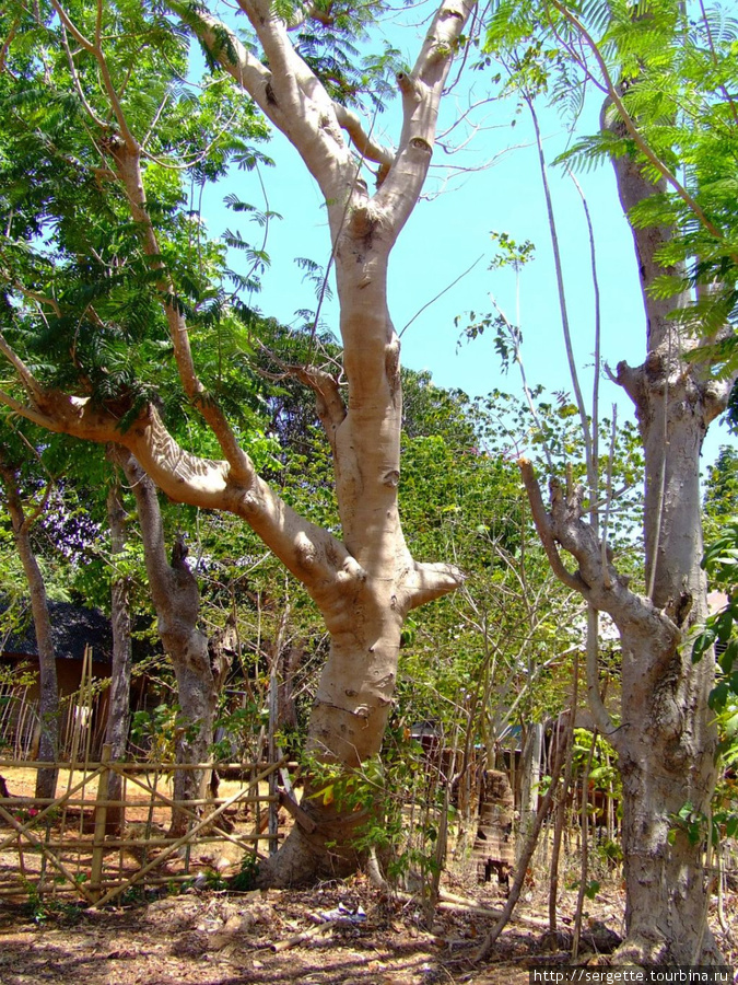 Интересное дерево Пуэрто-Принсеса, остров Палаван, Филиппины