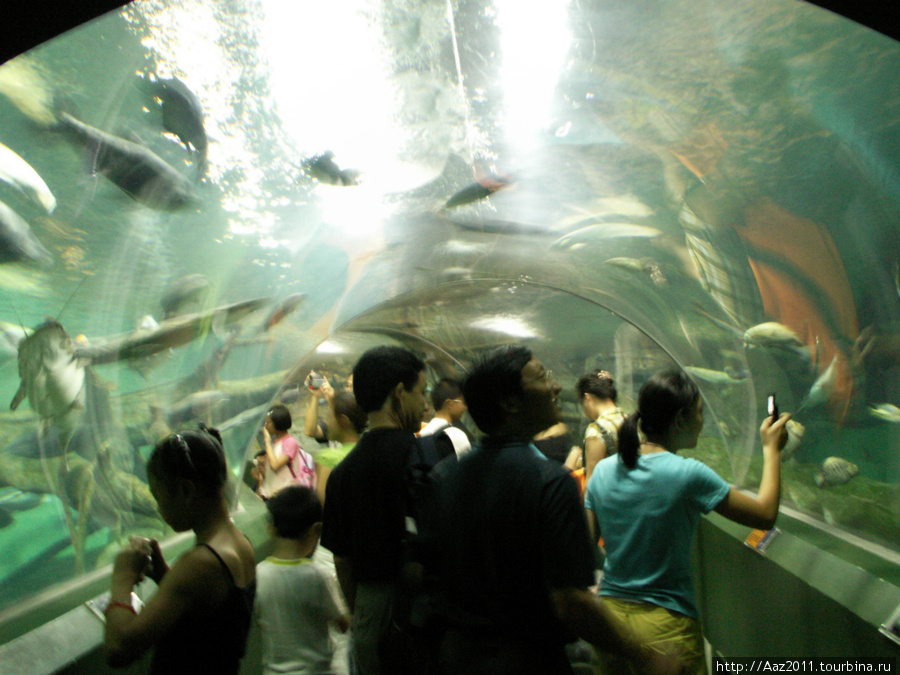 Шанхайский аквариум Шанхай, Китай