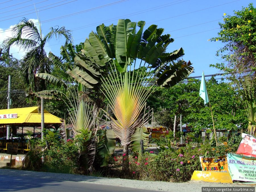Веерная пальма Пуэрто-Принсеса, остров Палаван, Филиппины