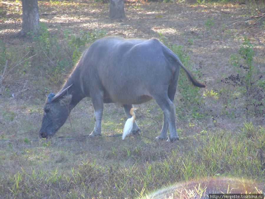 Марабу и ее корова МУ Пуэрто-Принсеса, остров Палаван, Филиппины
