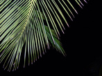 Ночь под кокосовой пальмой