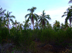 Кокосовая плантация
