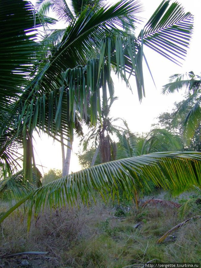 Кокосовая плантация Пуэрто-Принсеса, остров Палаван, Филиппины