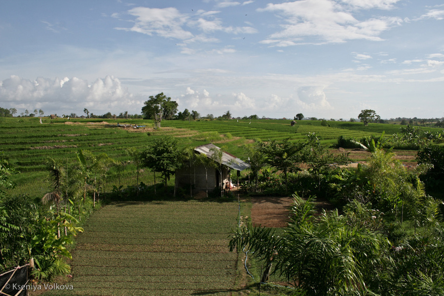 Балийские рисовые поля Бали, Индонезия