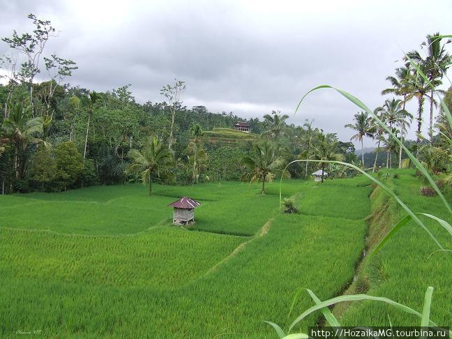 Рисовые поля Бали, Индонезия